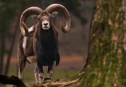 Alpenwildpark